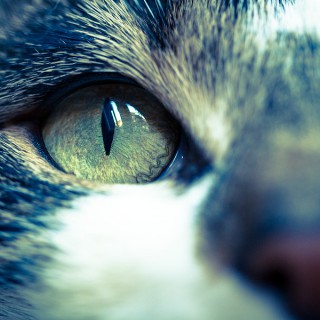 Katzendetails